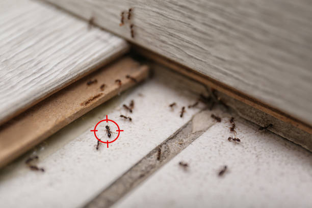 Insect Control in New Deal, TX