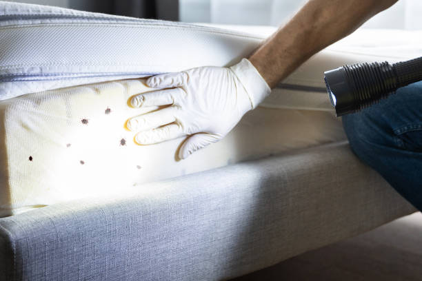 Best Cockroach Control Services  in New Deal, TX